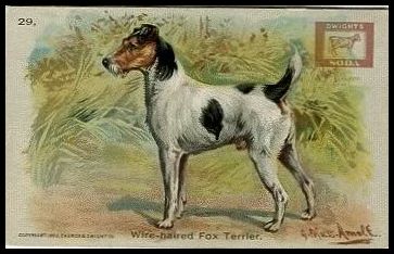 29 Wire-haired Fox Terrier